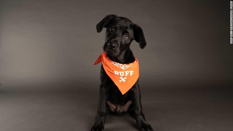 Tank-Puppy Bowl XVII.jpg